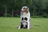 BERGER AUSTRALIEN - ADULT & PUPPY 105